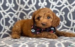 Cockapoo dogs for sale: Cockapoo 3 puppies - Image 1