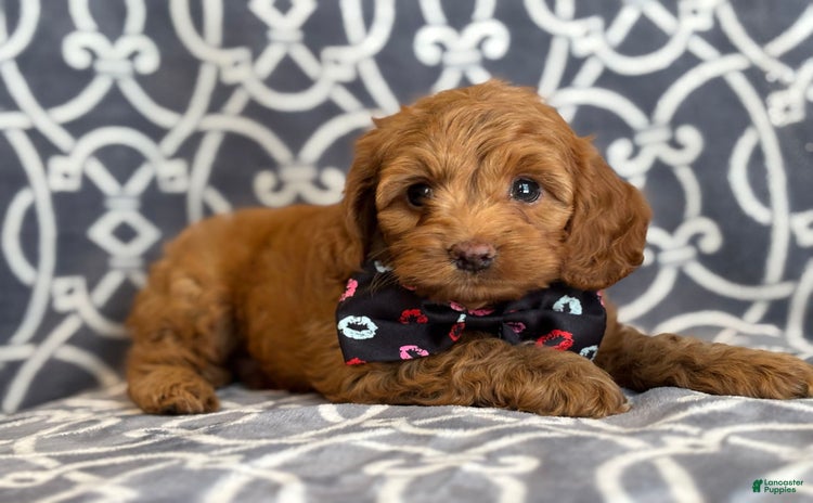 Cockapoo dogs for sale - Ad 1