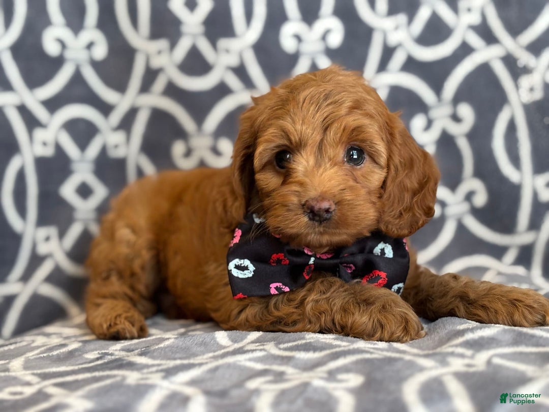 Cockapoo dogs for sale: Cockapoo 3 puppies - Image 1