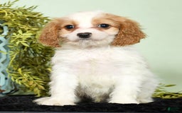 Cavapoo dogs for sale: Joey - Image 3