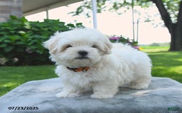 Maltese dogs for sale: Lenny - Image 3