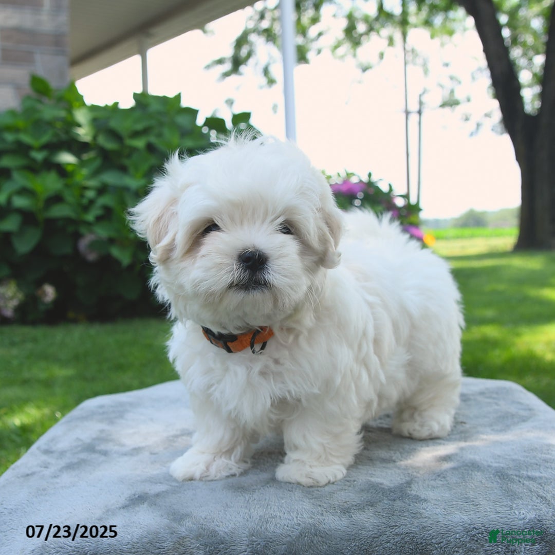 Maltese dogs for sale: Lenny - Image 3