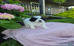 Shihpoo dogs for sale: Austin - Image 1