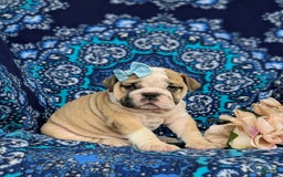 Olde English Bulldogge dogs for sale: Gillian - Image 10