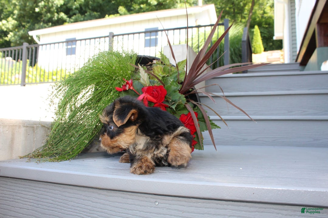 Yorkshire Terrier dogs for sale: Tiny Tim - Image 8