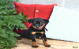 Rottweiler dogs for sale: Reese - Image 4