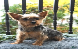 Yorkshire Terrier dogs for sale: Quinn - Image 6