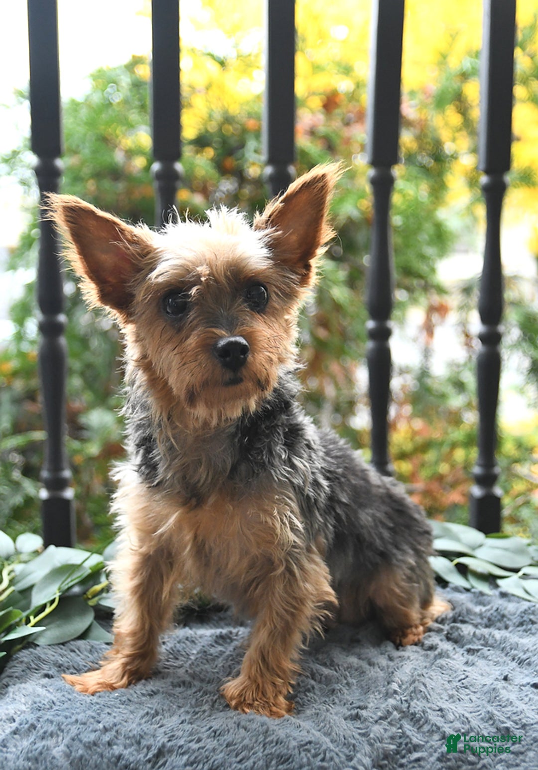 Yorkshire Terrier dogs for sale: Quinn - Image 6