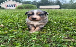 Australian Shepherd dogs for sale: Australian Shepherd 4 puppies - Image 9