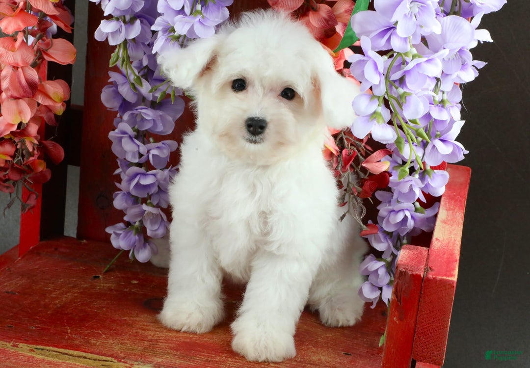 Yorkiepoo dogs for sale: Snow White - Image 6