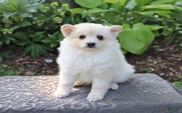 American Eskimo dogs for sale: Syndey - Image 2