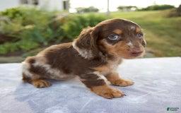 Miniature Dachshund dogs for sale: Forest - Image 1