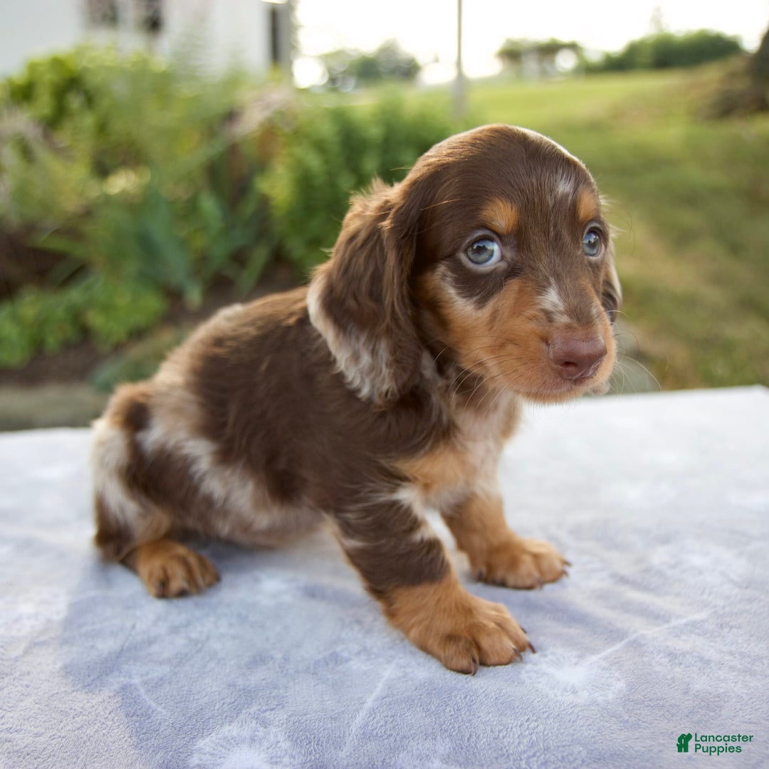 Miniature Dachshund dogs for sale: Forest - Image 1