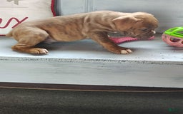 Olde English Bulldogge dogs for sale: Choco - Image 3