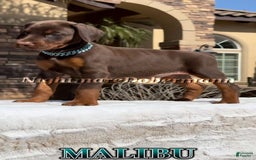 Doberman Pinscher dogs for sale: Malibu - Image 2