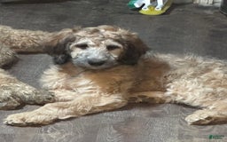 Bernedoodle dogs for sale: F1b Standard Bernedoodle - Image 11