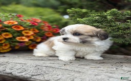 Teddy Bear dogs for sale: Razzle - Image 7