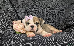 Olde English Bulldogge dogs for sale: Ginger - Image 8
