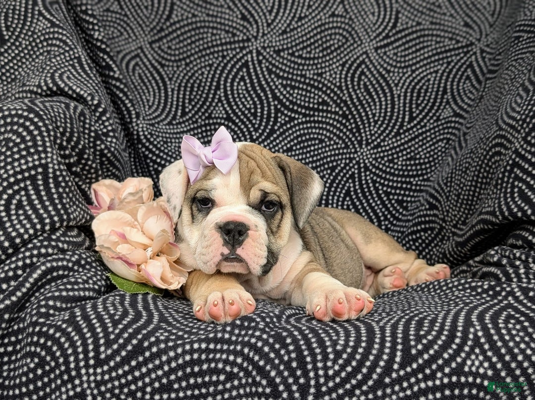 Olde English Bulldogge dogs for sale: Ginger - Image 8