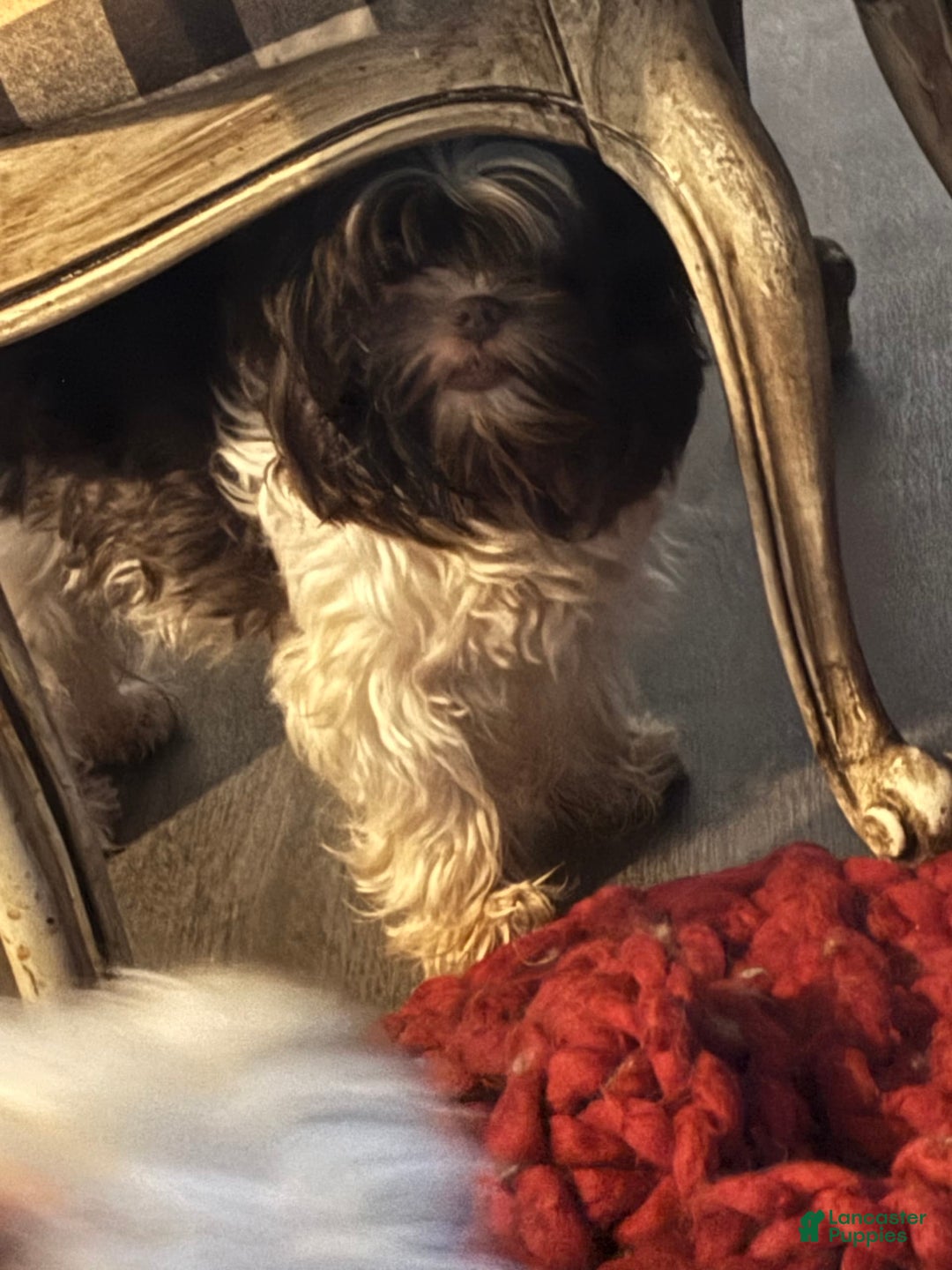 Biewer Terrier dogs for sale: Felix - Image 4
