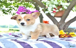 Welsh Corgi Pembroke dogs for sale: Hope - Image 4
