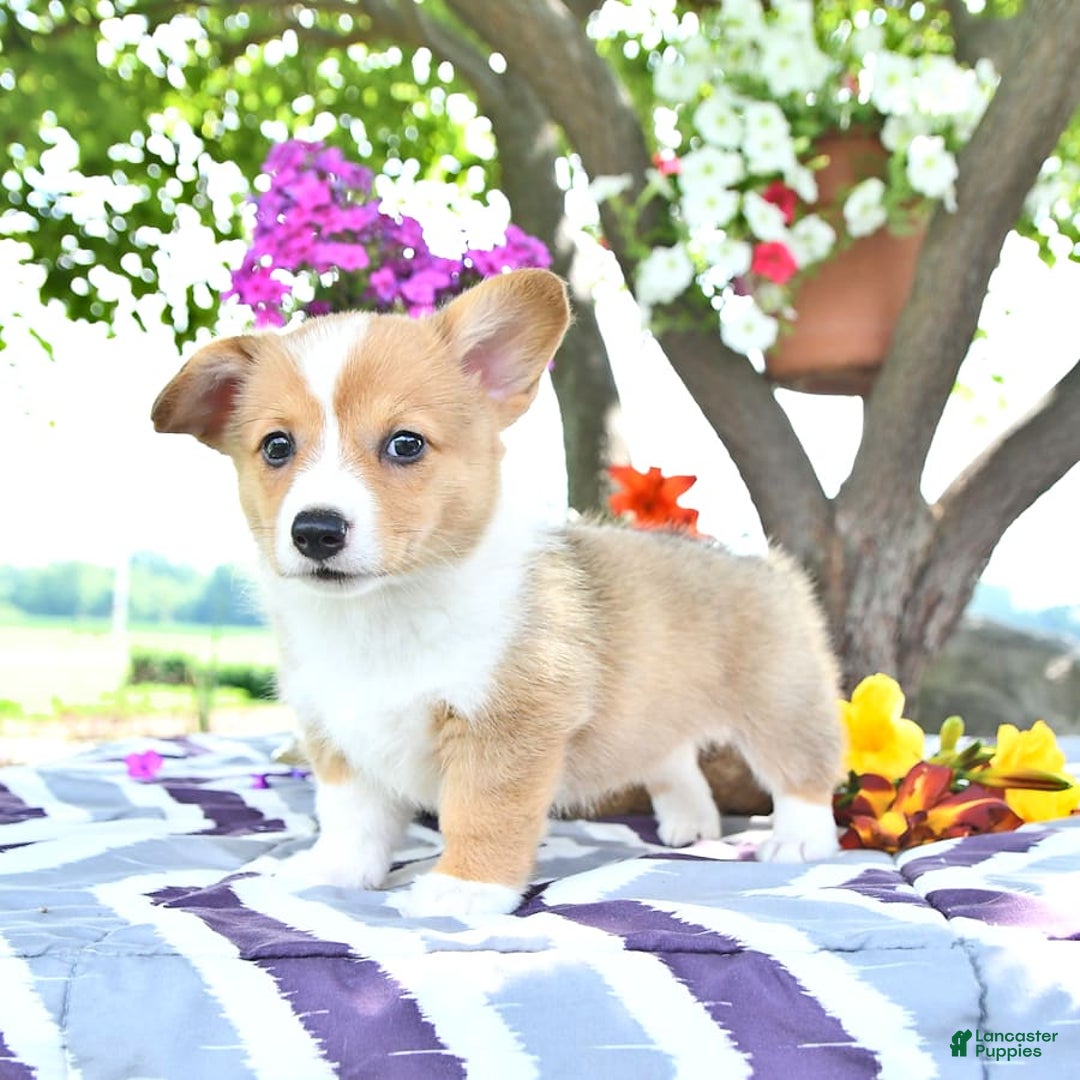 Welsh Corgi Pembroke dogs for sale: Hope - Image 4