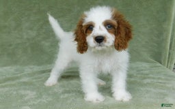 Cavapoo dogs for sale: Cleo - Image 8