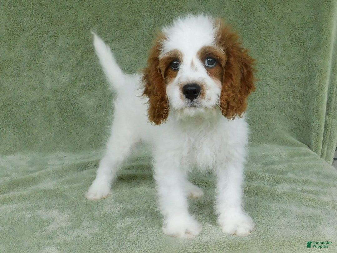 Cavapoo dogs for sale: Cleo - Image 8
