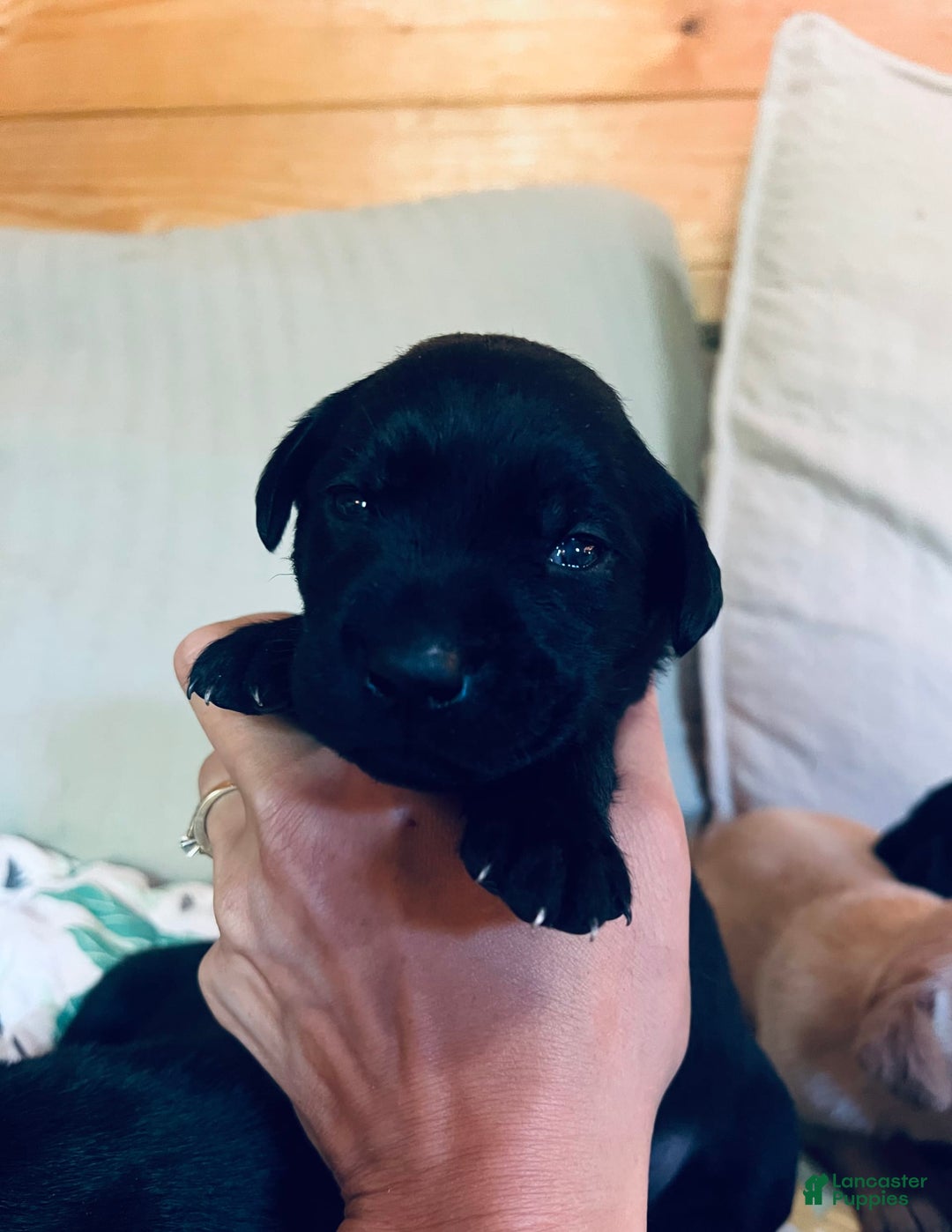 Labrador Retriever dogs for sale: Labrador Retriever 9 puppies - Image 10