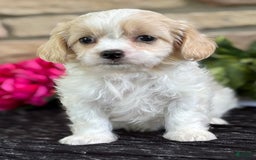 Cavalier King Charles Spaniel dogs for sale: ELLA - Image 7
