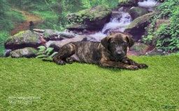 Catahoula Leopard Dog dogs for sale: Jesse 2025 Male 1 - Image 9
