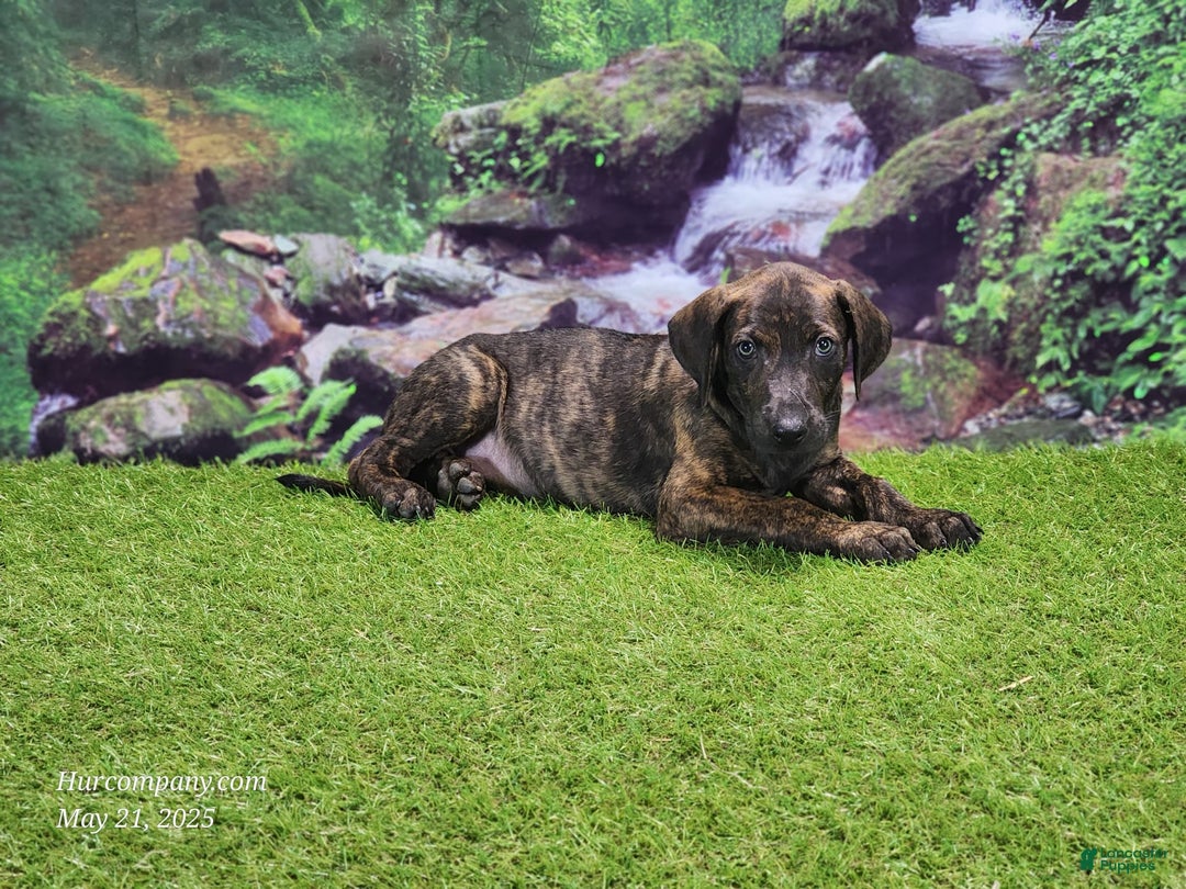 Catahoula Leopard Dog dogs for sale: Jesse 2025 Male 1 - Image 9