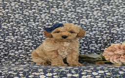 Bichpoo dogs for sale: Jewel - Image 2