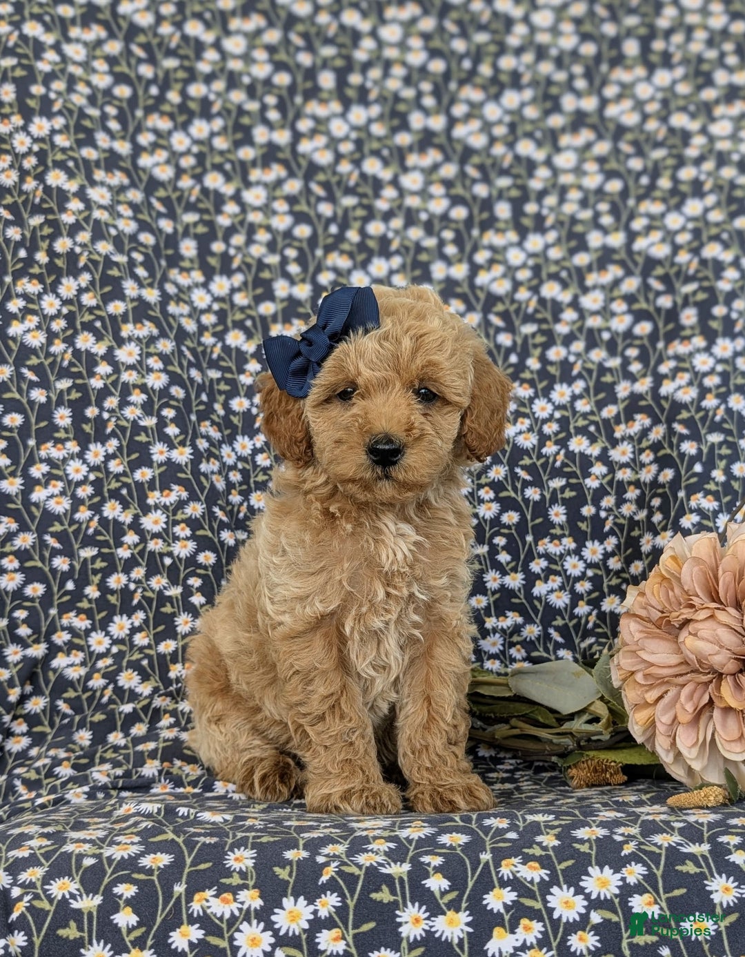 Bichpoo dogs for sale: Jewel - Image 2