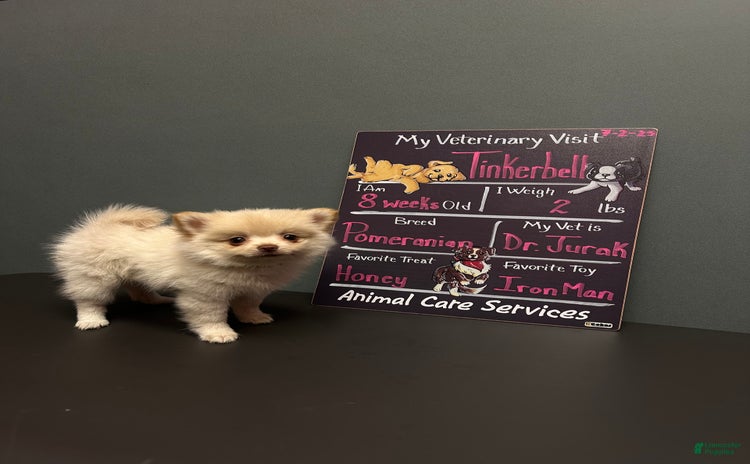 Pomeranian dogs - Advert 19