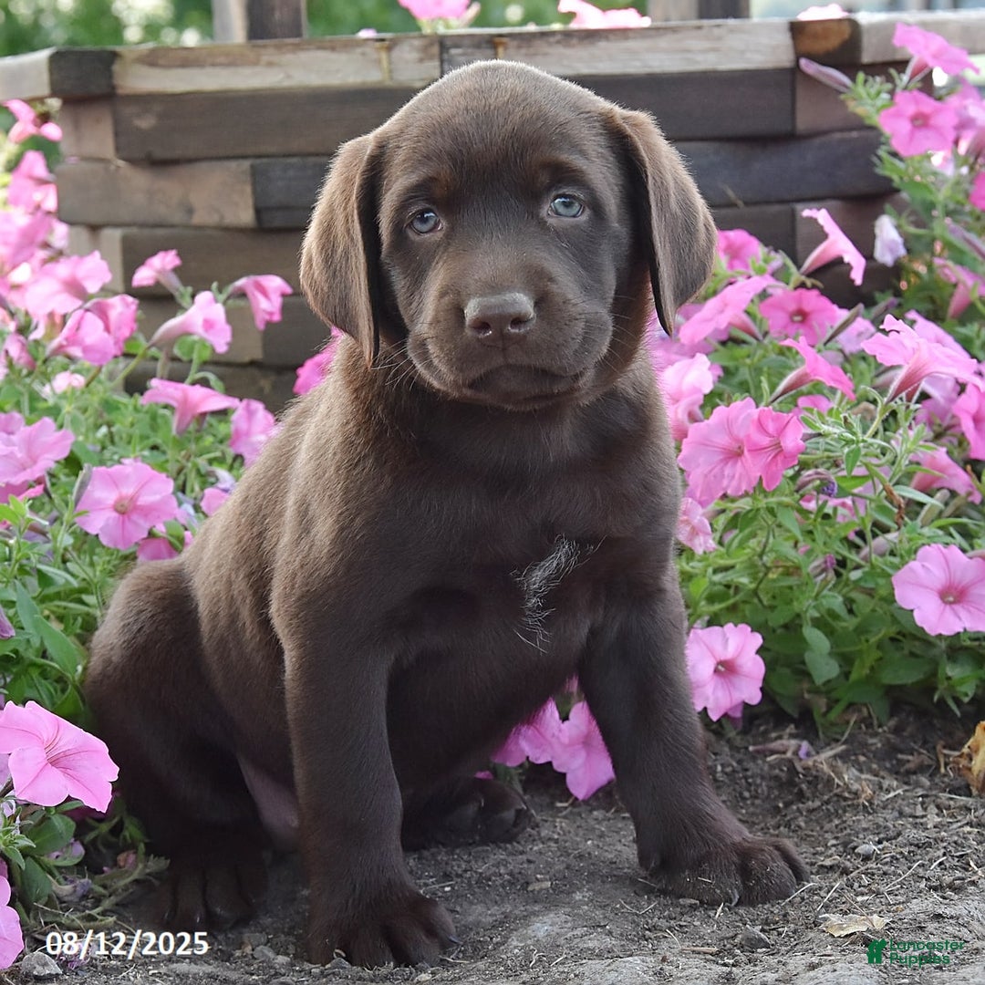 Labrador Retriever dogs for sale: Carrie - Image 3
