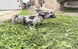 French Bulldog dogs for sale: Bluey - Image 2