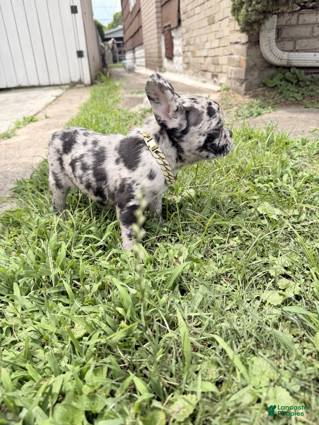 French Bulldog dogs for sale: Bluey - Image 2