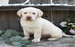 Labrador Retriever dogs for sale: Hezekiah - Image 3