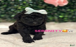 Miniature Poodle dogs for sale: Serenity - Image 3
