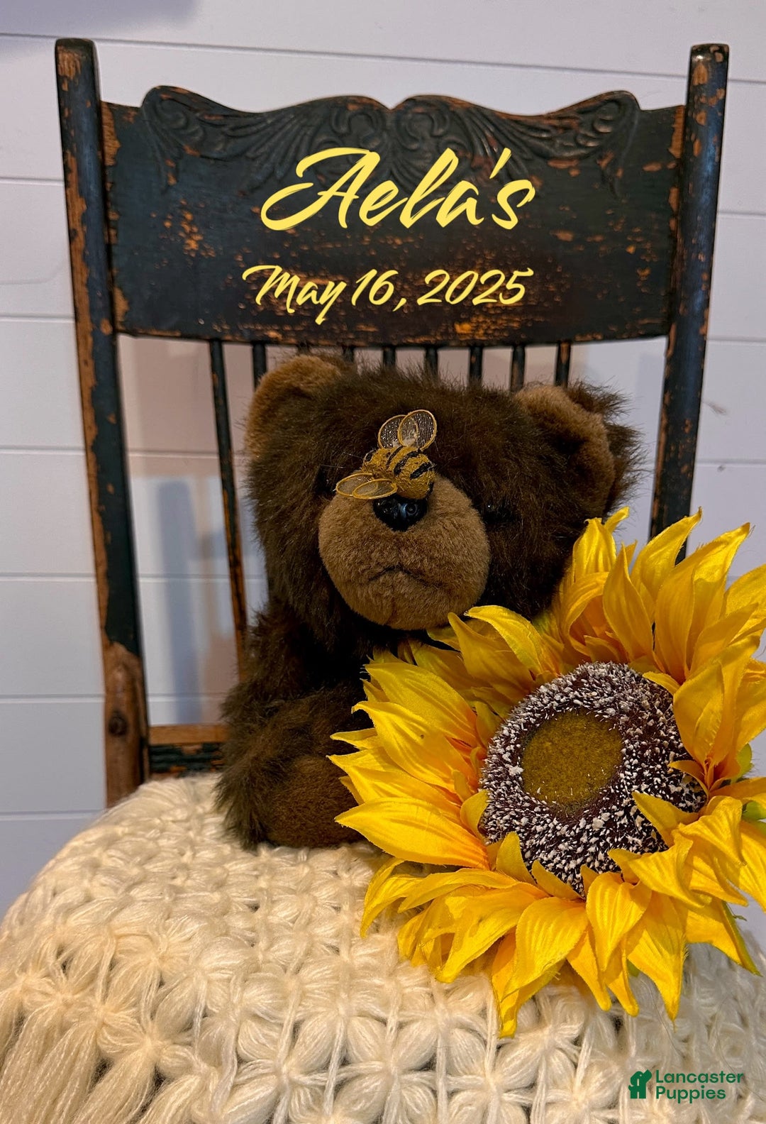 Mini Bernedoodle dogs for sale: Aelas Yellow Boy - Image 15