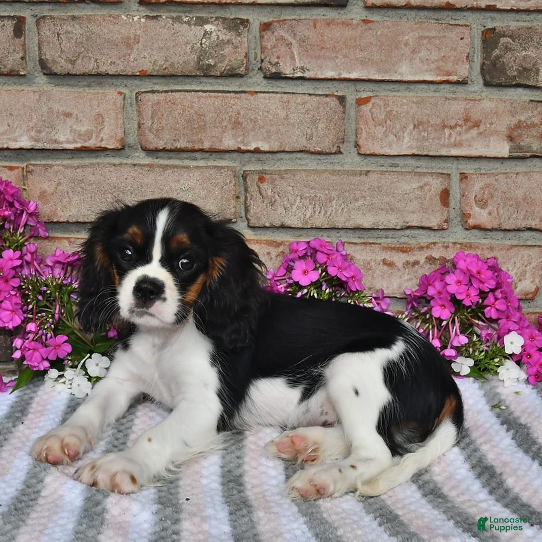 Cavalier King Charles Spaniel dogs for sale: Dasher - Image 3
