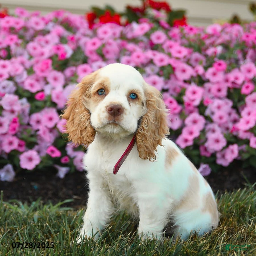 Cocker Spaniel dogs for sale: Reba - Image 3