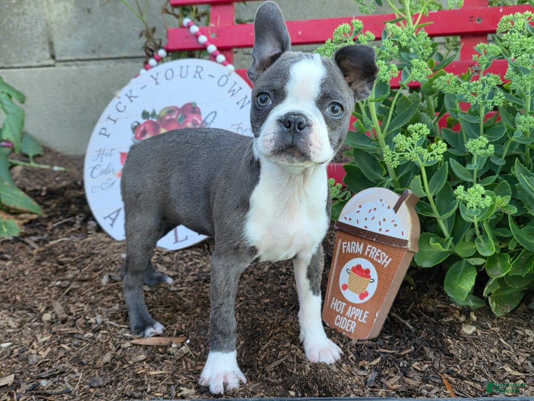 French Bulldog dogs for sale: Peaches - Image 4