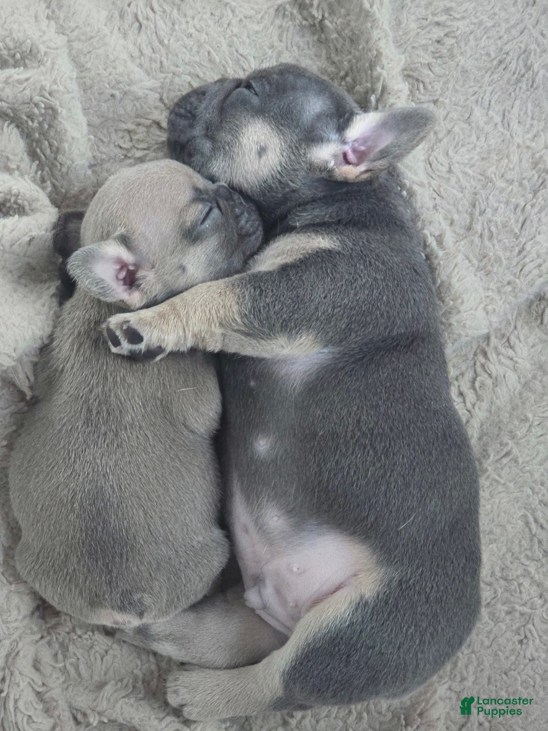 French Bulldog dogs for sale: Lyra - Image 1