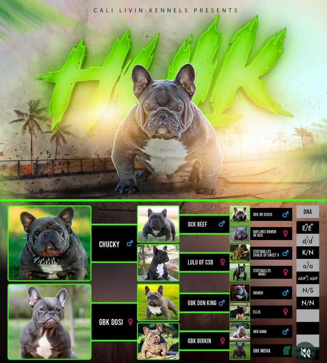 French Bulldog dogs for stud: Blotch - Image 4