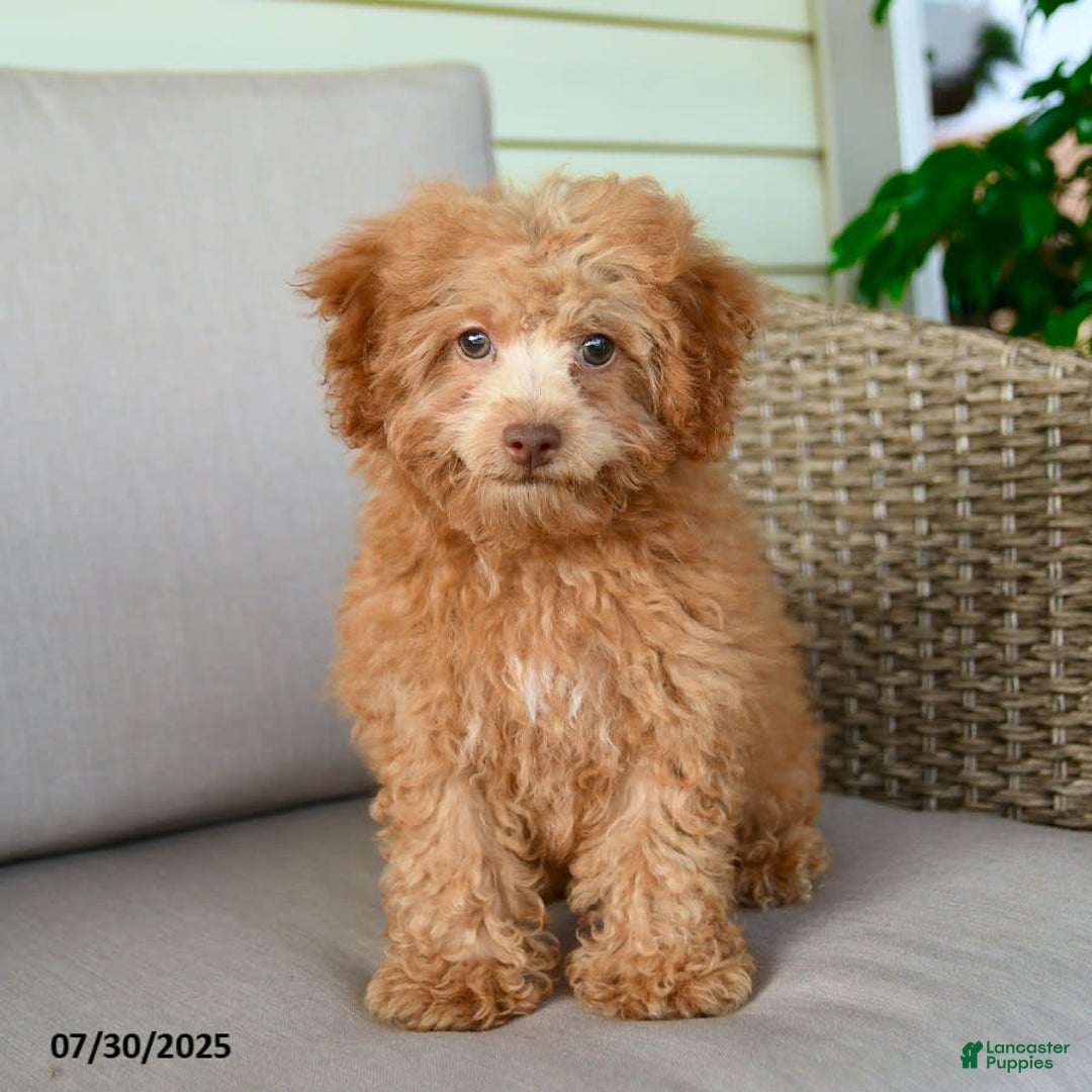 Bichpoo dogs for sale: Julian - Image 3