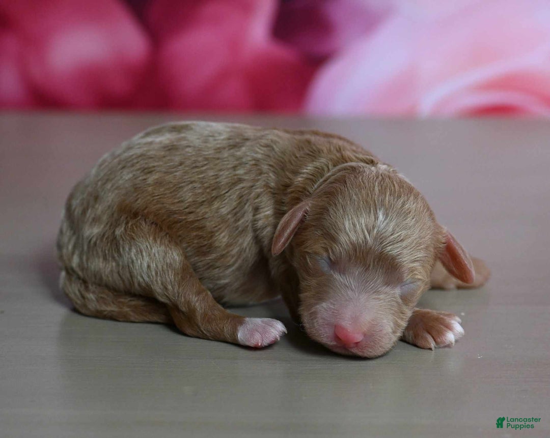Shihpoo dogs for sale: Cesar - Image 1