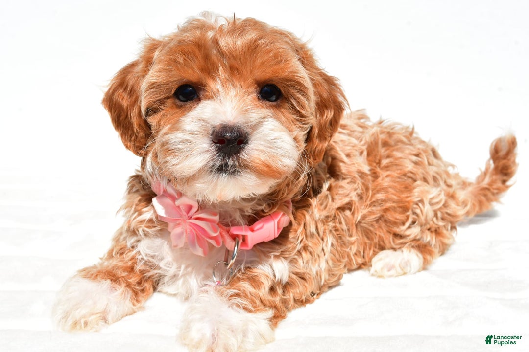 Maltipoo dogs for sale: Dixie - Image 6