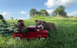 Frenchton dogs for sale: Carlin - Image 3